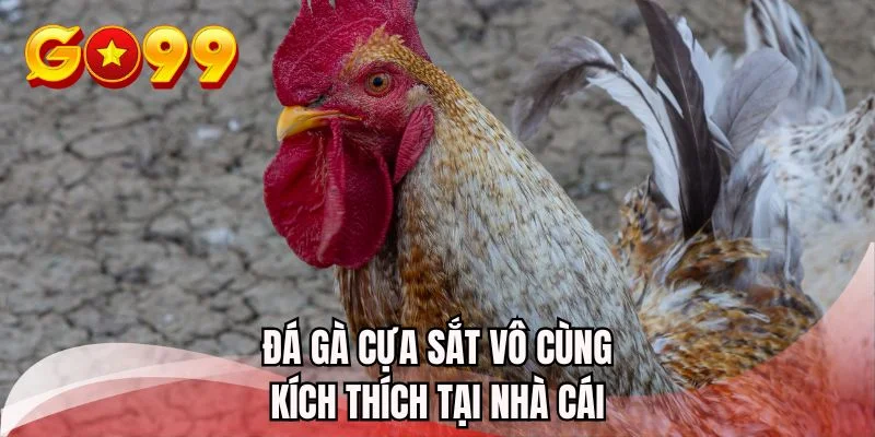 Đá gà cựa sắt vô cùng kích thích tại nhà cái